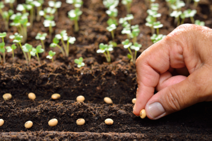 João Eustáquio De Almeida Junior explica por que a qualidade das sementes é um critério decisivo para garantir produtividade e sucesso no plantio.