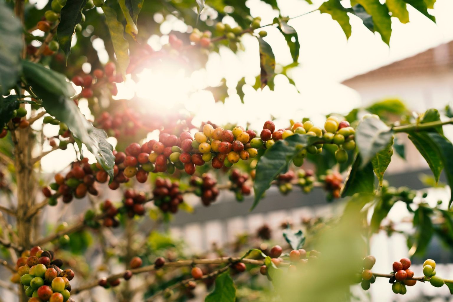Planta de café com frutos vermelhos maduros nos galhos, iluminada pelo sol